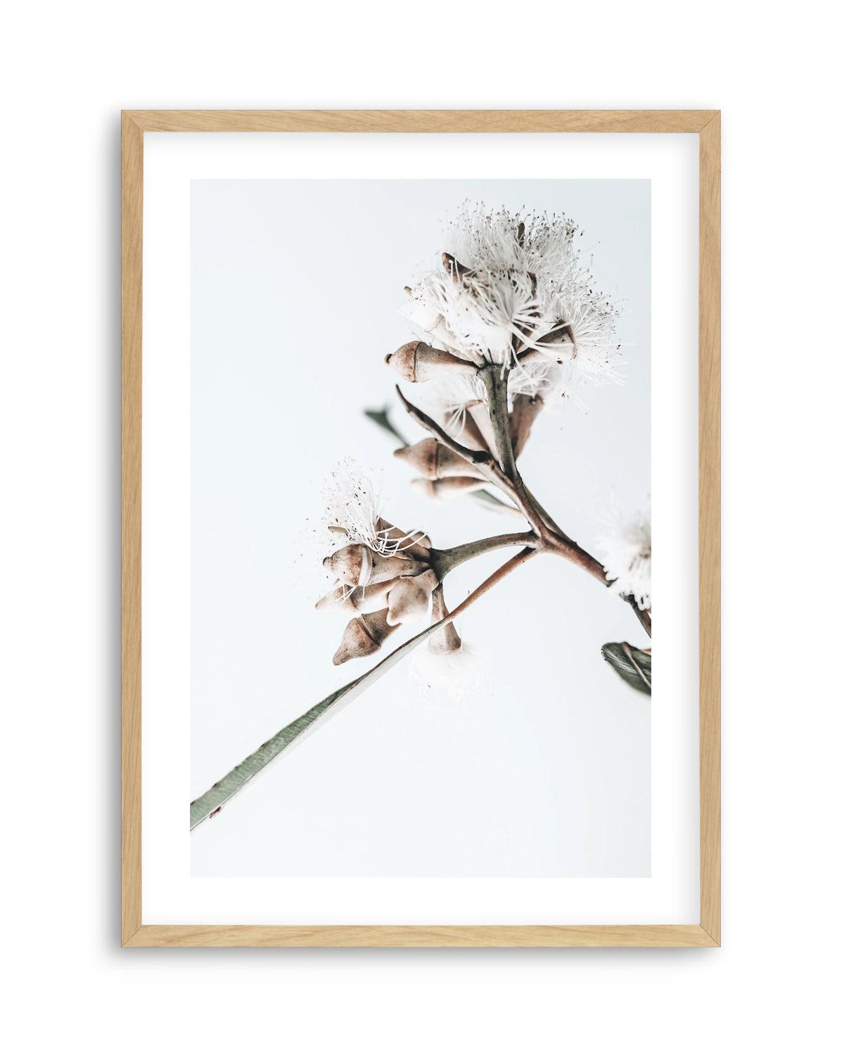 White Eucalyptus I Art Print-PRINT-Olive et Oriel-Olive et Oriel-Buy-Australian-Art-Prints-Online-with-Olive-et-Oriel-Your-Artwork-Specialists-Austrailia-Decorate-With-Coastal-Photo-Wall-Art-Prints-From-Our-Beach-House-Artwork-Collection-Fine-Poster-and-Framed-Artwork