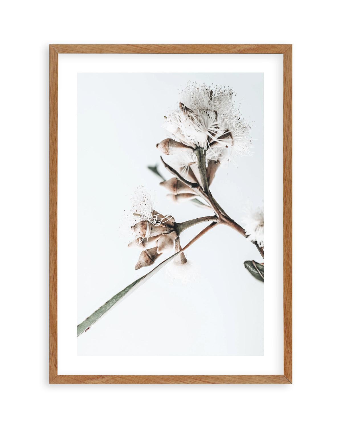 White Eucalyptus I Art Print-PRINT-Olive et Oriel-Olive et Oriel-Buy-Australian-Art-Prints-Online-with-Olive-et-Oriel-Your-Artwork-Specialists-Austrailia-Decorate-With-Coastal-Photo-Wall-Art-Prints-From-Our-Beach-House-Artwork-Collection-Fine-Poster-and-Framed-Artwork