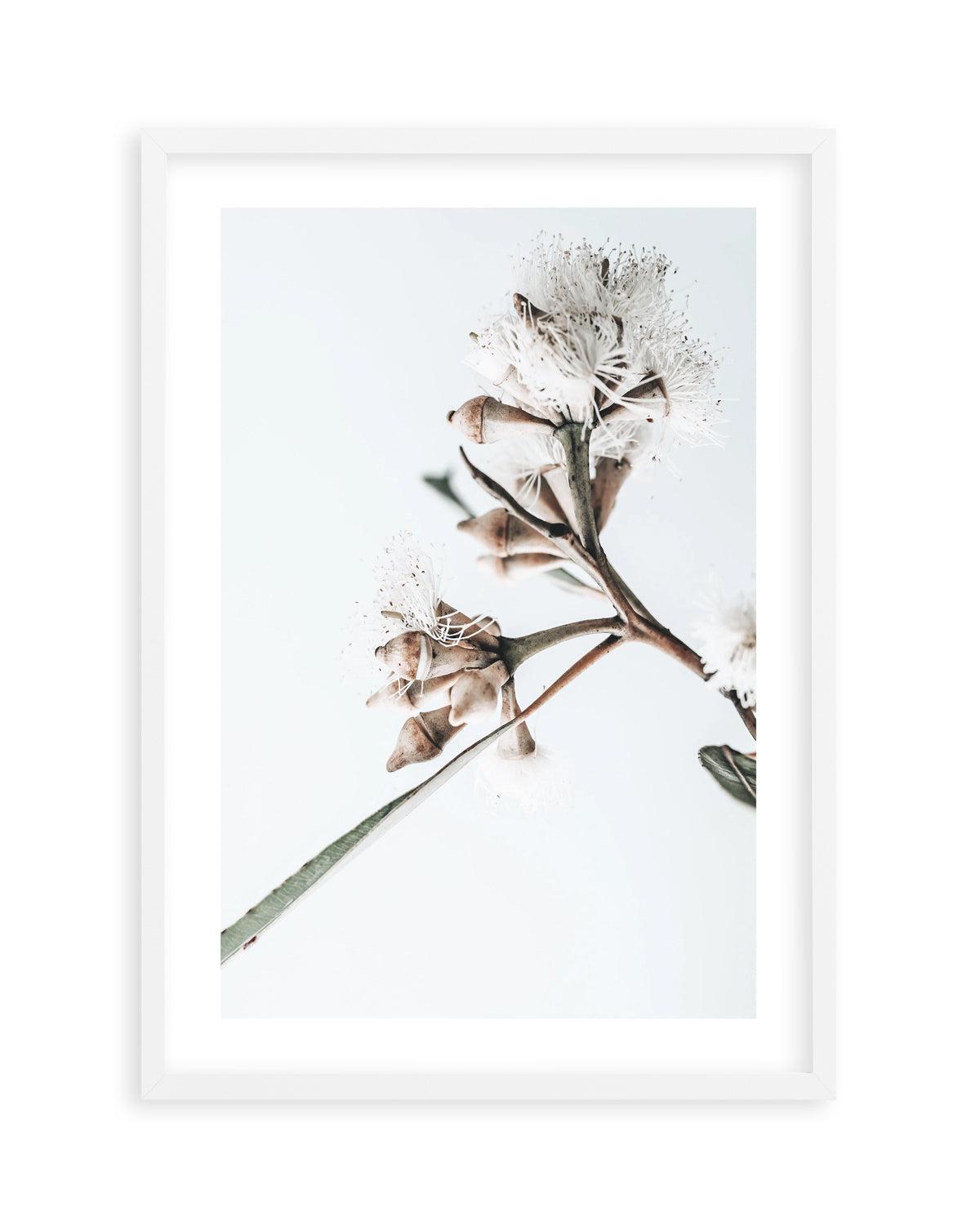 White Eucalyptus I Art Print-PRINT-Olive et Oriel-Olive et Oriel-Buy-Australian-Art-Prints-Online-with-Olive-et-Oriel-Your-Artwork-Specialists-Austrailia-Decorate-With-Coastal-Photo-Wall-Art-Prints-From-Our-Beach-House-Artwork-Collection-Fine-Poster-and-Framed-Artwork