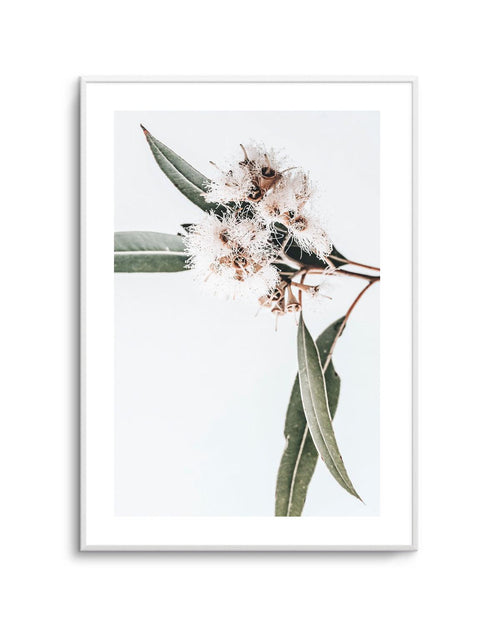 White Eucalyptus II Art Print-PRINT-Olive et Oriel-Olive et Oriel-Buy-Australian-Art-Prints-Online-with-Olive-et-Oriel-Your-Artwork-Specialists-Austrailia-Decorate-With-Coastal-Photo-Wall-Art-Prints-From-Our-Beach-House-Artwork-Collection-Fine-Poster-and-Framed-Artwork