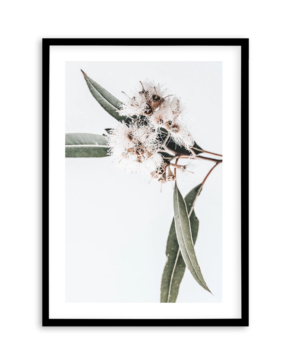 White Eucalyptus II Art Print-PRINT-Olive et Oriel-Olive et Oriel-Buy-Australian-Art-Prints-Online-with-Olive-et-Oriel-Your-Artwork-Specialists-Austrailia-Decorate-With-Coastal-Photo-Wall-Art-Prints-From-Our-Beach-House-Artwork-Collection-Fine-Poster-and-Framed-Artwork