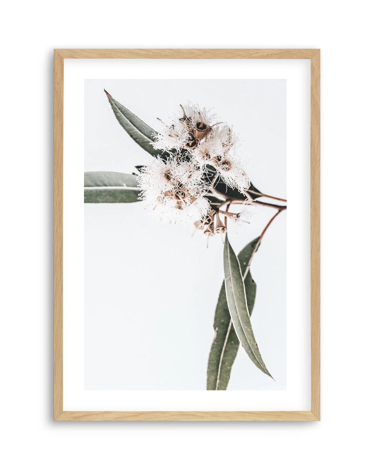 White Eucalyptus II Art Print-PRINT-Olive et Oriel-Olive et Oriel-Buy-Australian-Art-Prints-Online-with-Olive-et-Oriel-Your-Artwork-Specialists-Austrailia-Decorate-With-Coastal-Photo-Wall-Art-Prints-From-Our-Beach-House-Artwork-Collection-Fine-Poster-and-Framed-Artwork