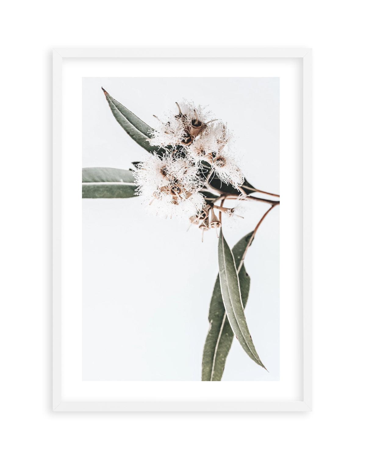 White Eucalyptus II Art Print-PRINT-Olive et Oriel-Olive et Oriel-Buy-Australian-Art-Prints-Online-with-Olive-et-Oriel-Your-Artwork-Specialists-Austrailia-Decorate-With-Coastal-Photo-Wall-Art-Prints-From-Our-Beach-House-Artwork-Collection-Fine-Poster-and-Framed-Artwork