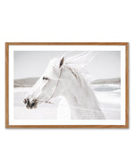 White Horse | Down in Mexico Art Print-PRINT-Olive et Oriel-Olive et Oriel-50x70 cm | 19.6" x 27.5"-Walnut-With White Border-Buy-Australian-Art-Prints-Online-with-Olive-et-Oriel-Your-Artwork-Specialists-Austrailia-Decorate-With-Coastal-Photo-Wall-Art-Prints-From-Our-Beach-House-Artwork-Collection-Fine-Poster-and-Framed-Artwork