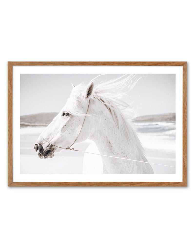 White Horse | Down in Mexico Art Print-PRINT-Olive et Oriel-Olive et Oriel-50x70 cm | 19.6" x 27.5"-Walnut-With White Border-Buy-Australian-Art-Prints-Online-with-Olive-et-Oriel-Your-Artwork-Specialists-Austrailia-Decorate-With-Coastal-Photo-Wall-Art-Prints-From-Our-Beach-House-Artwork-Collection-Fine-Poster-and-Framed-Artwork