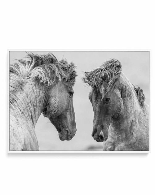Wild Horses | LS | Framed Canvas-CANVAS-You can shop wall art online with Olive et Oriel for everything from abstract art to fun kids wall art. Our beautiful modern art prints and canvas art are available from large canvas prints to wall art paintings and our proudly Australian artwork collection offers only the highest quality framed large wall art and canvas art Australia - You can buy fashion photography prints or Hampton print posters and paintings on canvas from Olive et Oriel and have them