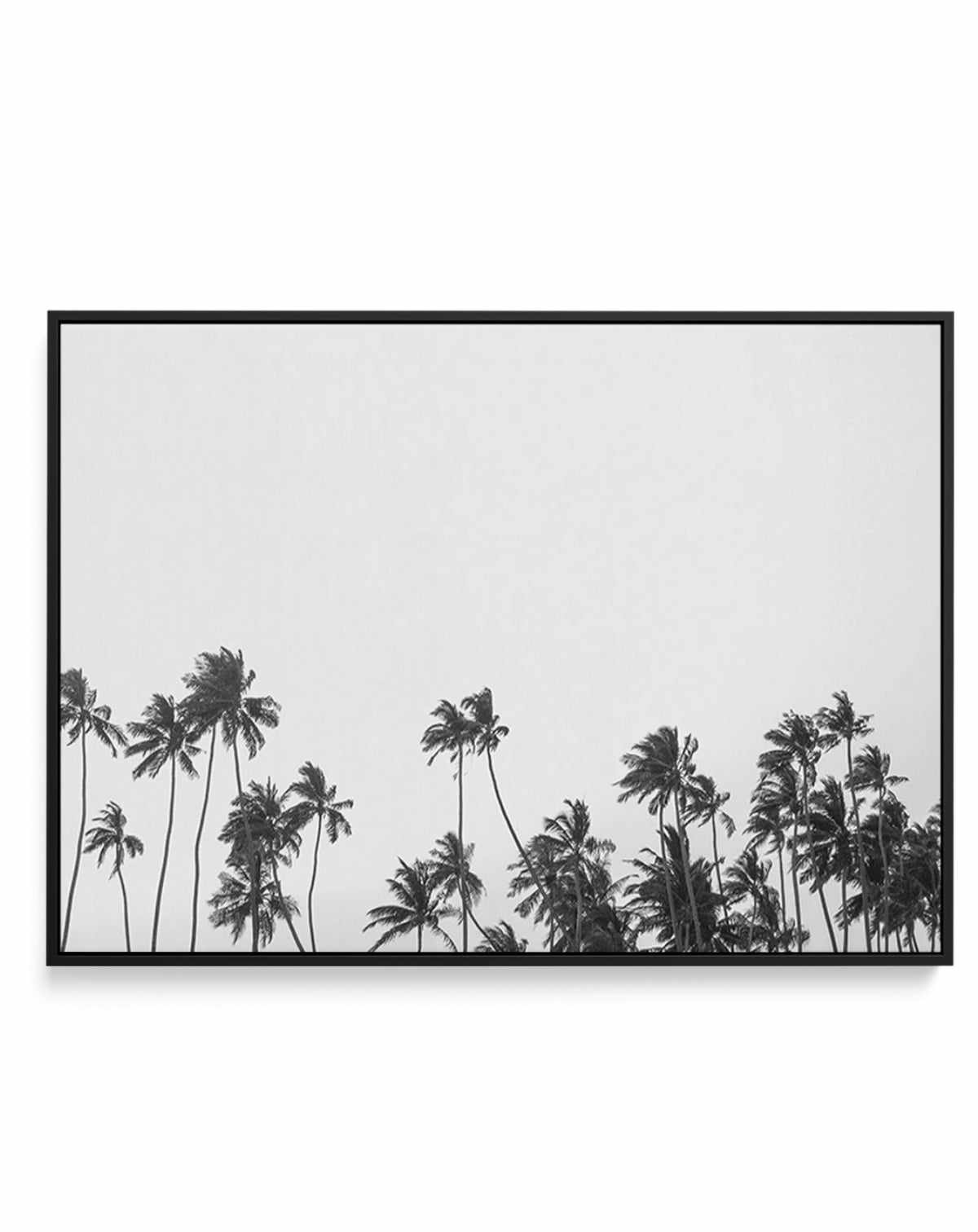 Wild Palm Trees | Framed Canvas-CANVAS-You can shop wall art online with Olive et Oriel for everything from abstract art to fun kids wall art. Our beautiful modern art prints and canvas art are available from large canvas prints to wall art paintings and our proudly Australian artwork collection offers only the highest quality framed large wall art and canvas art Australia - You can buy fashion photography prints or Hampton print posters and paintings on canvas from Olive et Oriel and have them 