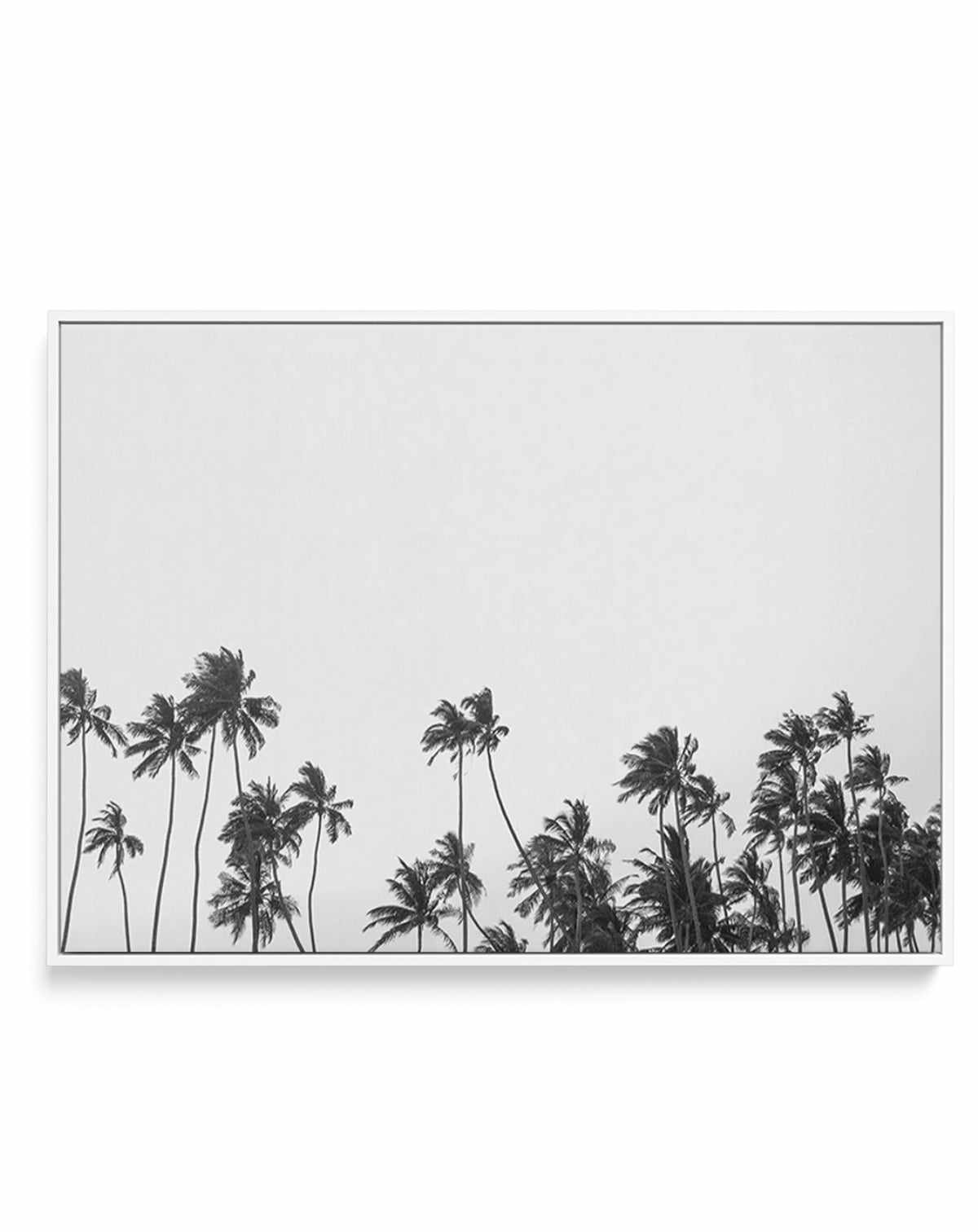 Wild Palm Trees | Framed Canvas-CANVAS-You can shop wall art online with Olive et Oriel for everything from abstract art to fun kids wall art. Our beautiful modern art prints and canvas art are available from large canvas prints to wall art paintings and our proudly Australian artwork collection offers only the highest quality framed large wall art and canvas art Australia - You can buy fashion photography prints or Hampton print posters and paintings on canvas from Olive et Oriel and have them 