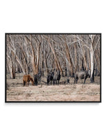 Wild Brumbies | After Fire | Framed Canvas-CANVAS-You can shop wall art online with Olive et Oriel for everything from abstract art to fun kids wall art. Our beautiful modern art prints and canvas art are available from large canvas prints to wall art paintings and our proudly Australian artwork collection offers only the highest quality framed large wall art and canvas art Australia - You can buy fashion photography prints or Hampton print posters and paintings on canvas from Olive et Oriel and