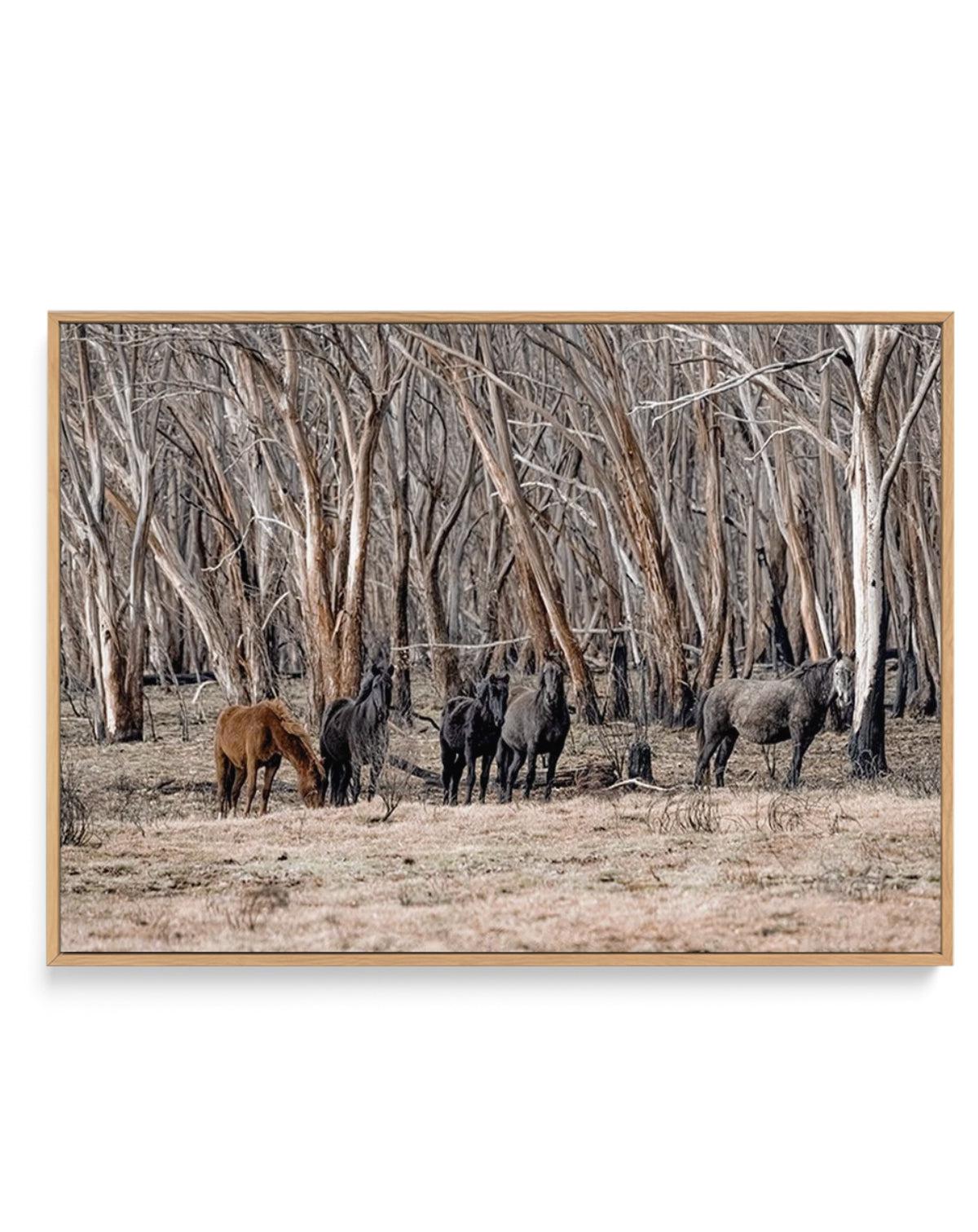 Wild Brumbies | After Fire | Framed Canvas-CANVAS-You can shop wall art online with Olive et Oriel for everything from abstract art to fun kids wall art. Our beautiful modern art prints and canvas art are available from large canvas prints to wall art paintings and our proudly Australian artwork collection offers only the highest quality framed large wall art and canvas art Australia - You can buy fashion photography prints or Hampton print posters and paintings on canvas from Olive et Oriel and