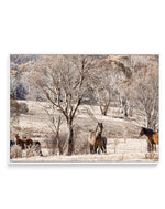 Wild Brumbies | Protector | Framed Canvas-CANVAS-You can shop wall art online with Olive et Oriel for everything from abstract art to fun kids wall art. Our beautiful modern art prints and canvas art are available from large canvas prints to wall art paintings and our proudly Australian artwork collection offers only the highest quality framed large wall art and canvas art Australia - You can buy fashion photography prints or Hampton print posters and paintings on canvas from Olive et Oriel and 