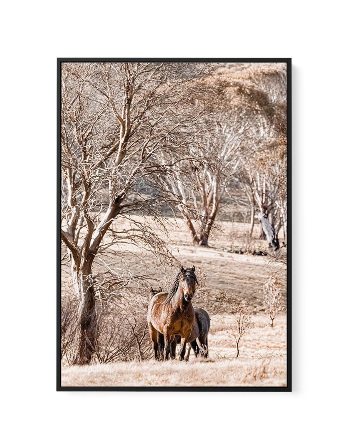 Wild Brumbies | Stallion | Framed Canvas-CANVAS-You can shop wall art online with Olive et Oriel for everything from abstract art to fun kids wall art. Our beautiful modern art prints and canvas art are available from large canvas prints to wall art paintings and our proudly Australian artwork collection offers only the highest quality framed large wall art and canvas art Australia - You can buy fashion photography prints or Hampton print posters and paintings on canvas from Olive et Oriel and h