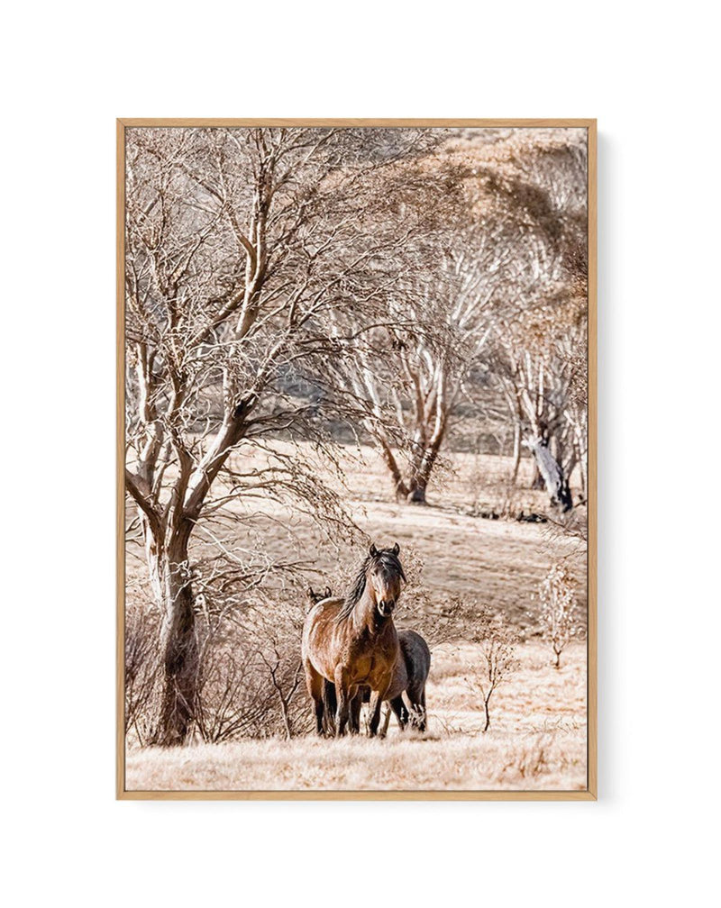 Wild Brumbies | Stallion | Framed Canvas-CANVAS-You can shop wall art online with Olive et Oriel for everything from abstract art to fun kids wall art. Our beautiful modern art prints and canvas art are available from large canvas prints to wall art paintings and our proudly Australian artwork collection offers only the highest quality framed large wall art and canvas art Australia - You can buy fashion photography prints or Hampton print posters and paintings on canvas from Olive et Oriel and h