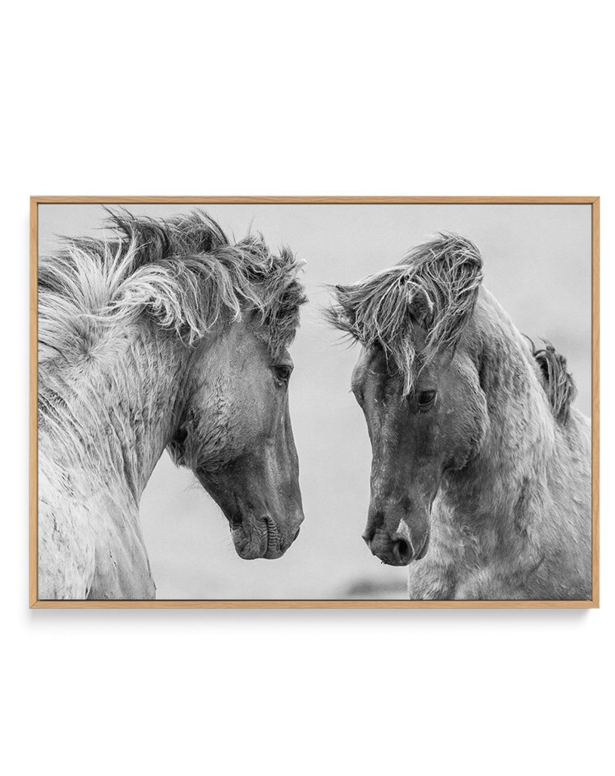 Wild Horses | LS | Framed Canvas-CANVAS-You can shop wall art online with Olive et Oriel for everything from abstract art to fun kids wall art. Our beautiful modern art prints and canvas art are available from large canvas prints to wall art paintings and our proudly Australian artwork collection offers only the highest quality framed large wall art and canvas art Australia - You can buy fashion photography prints or Hampton print posters and paintings on canvas from Olive et Oriel and have them