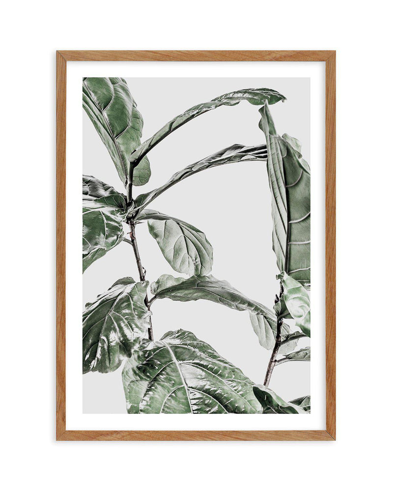Abstract Fig I Art Print-PRINT-Olive et Oriel-Olive et Oriel-50x70 cm | 19.6" x 27.5"-Walnut-With White Border-Buy-Australian-Art-Prints-Online-with-Olive-et-Oriel-Your-Artwork-Specialists-Austrailia-Decorate-With-Coastal-Photo-Wall-Art-Prints-From-Our-Beach-House-Artwork-Collection-Fine-Poster-and-Framed-Artwork