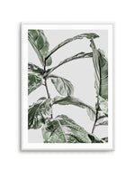 Abstract Fig I Art Print-PRINT-Olive et Oriel-Olive et Oriel-A4 | 8.3" x 11.7" | 21 x 29.7cm-Unframed Art Print-With White Border-Buy-Australian-Art-Prints-Online-with-Olive-et-Oriel-Your-Artwork-Specialists-Austrailia-Decorate-With-Coastal-Photo-Wall-Art-Prints-From-Our-Beach-House-Artwork-Collection-Fine-Poster-and-Framed-Artwork