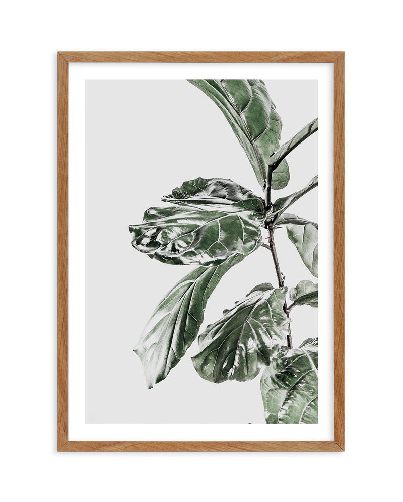 Abstract Fig II Art Print-PRINT-Olive et Oriel-Olive et Oriel-50x70 cm | 19.6" x 27.5"-Walnut-With White Border-Buy-Australian-Art-Prints-Online-with-Olive-et-Oriel-Your-Artwork-Specialists-Austrailia-Decorate-With-Coastal-Photo-Wall-Art-Prints-From-Our-Beach-House-Artwork-Collection-Fine-Poster-and-Framed-Artwork