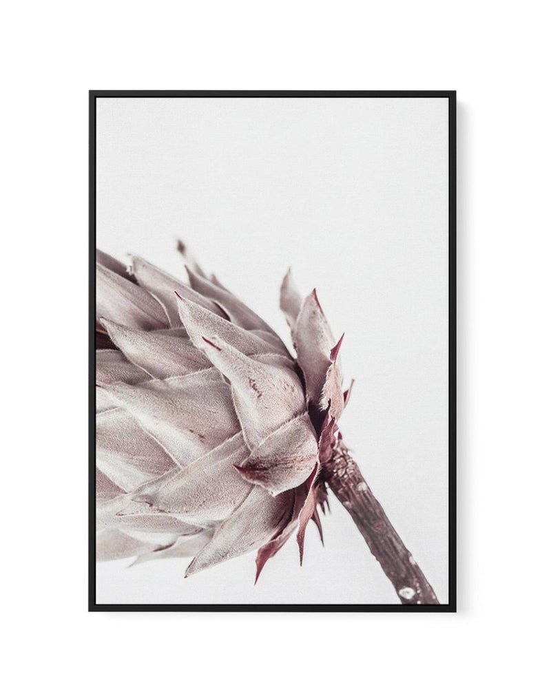 Abstract Protea I | Framed Canvas-CANVAS-You can shop wall art online with Olive et Oriel for everything from abstract art to fun kids wall art. Our beautiful modern art prints and canvas art are available from large canvas prints to wall art paintings and our proudly Australian artwork collection offers only the highest quality framed large wall art and canvas art Australia - You can buy fashion photography prints or Hampton print posters and paintings on canvas from Olive et Oriel and have the