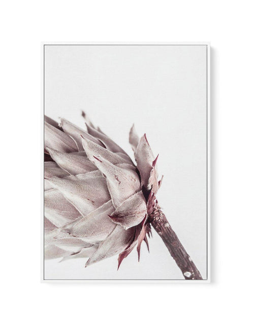 Abstract Protea I | Framed Canvas-CANVAS-You can shop wall art online with Olive et Oriel for everything from abstract art to fun kids wall art. Our beautiful modern art prints and canvas art are available from large canvas prints to wall art paintings and our proudly Australian artwork collection offers only the highest quality framed large wall art and canvas art Australia - You can buy fashion photography prints or Hampton print posters and paintings on canvas from Olive et Oriel and have the