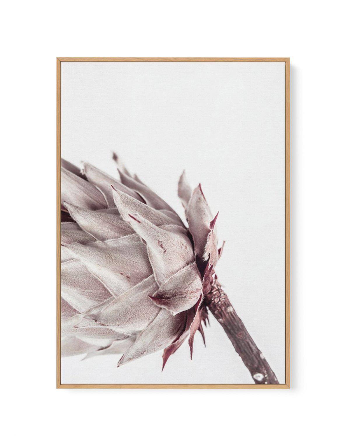 Abstract Protea I | Framed Canvas-CANVAS-You can shop wall art online with Olive et Oriel for everything from abstract art to fun kids wall art. Our beautiful modern art prints and canvas art are available from large canvas prints to wall art paintings and our proudly Australian artwork collection offers only the highest quality framed large wall art and canvas art Australia - You can buy fashion photography prints or Hampton print posters and paintings on canvas from Olive et Oriel and have the