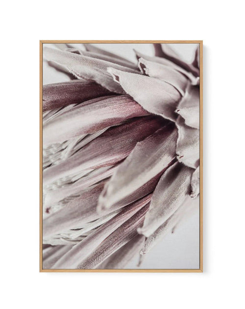 Abstract Protea II | Framed Canvas-CANVAS-You can shop wall art online with Olive et Oriel for everything from abstract art to fun kids wall art. Our beautiful modern art prints and canvas art are available from large canvas prints to wall art paintings and our proudly Australian artwork collection offers only the highest quality framed large wall art and canvas art Australia - You can buy fashion photography prints or Hampton print posters and paintings on canvas from Olive et Oriel and have th