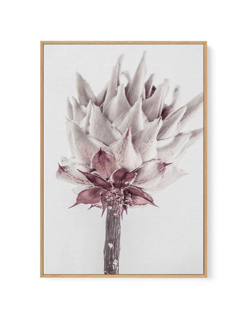 Abstract Protea III | Framed Canvas-CANVAS-You can shop wall art online with Olive et Oriel for everything from abstract art to fun kids wall art. Our beautiful modern art prints and canvas art are available from large canvas prints to wall art paintings and our proudly Australian artwork collection offers only the highest quality framed large wall art and canvas art Australia - You can buy fashion photography prints or Hampton print posters and paintings on canvas from Olive et Oriel and have t