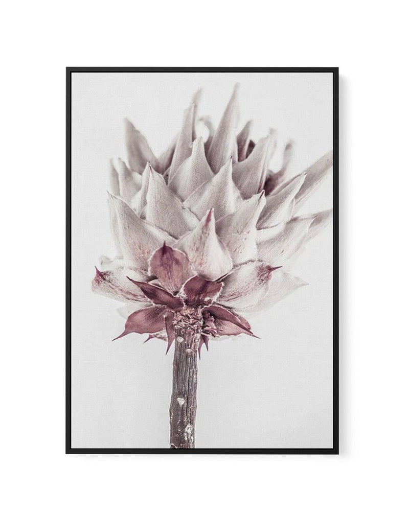 Abstract Protea III | Framed Canvas-CANVAS-You can shop wall art online with Olive et Oriel for everything from abstract art to fun kids wall art. Our beautiful modern art prints and canvas art are available from large canvas prints to wall art paintings and our proudly Australian artwork collection offers only the highest quality framed large wall art and canvas art Australia - You can buy fashion photography prints or Hampton print posters and paintings on canvas from Olive et Oriel and have t