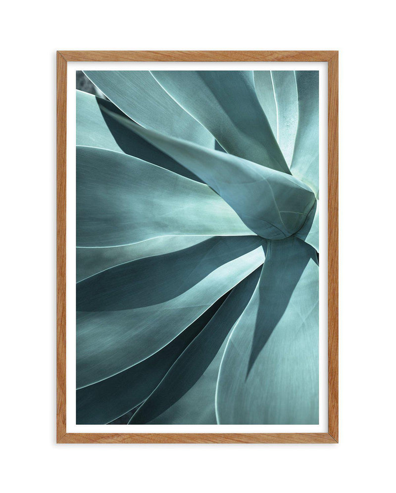 Agave I Art Print-PRINT-Olive et Oriel-Olive et Oriel-50x70 cm | 19.6" x 27.5"-Walnut-With White Border-Buy-Australian-Art-Prints-Online-with-Olive-et-Oriel-Your-Artwork-Specialists-Austrailia-Decorate-With-Coastal-Photo-Wall-Art-Prints-From-Our-Beach-House-Artwork-Collection-Fine-Poster-and-Framed-Artwork