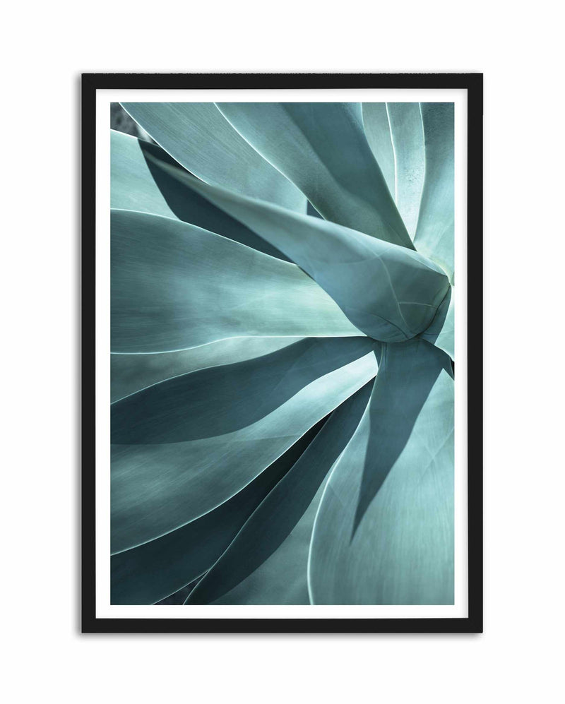Agave I Art Print-PRINT-Olive et Oriel-Olive et Oriel-A5 | 5.8" x 8.3" | 14.8 x 21cm-Black-With White Border-Buy-Australian-Art-Prints-Online-with-Olive-et-Oriel-Your-Artwork-Specialists-Austrailia-Decorate-With-Coastal-Photo-Wall-Art-Prints-From-Our-Beach-House-Artwork-Collection-Fine-Poster-and-Framed-Artwork