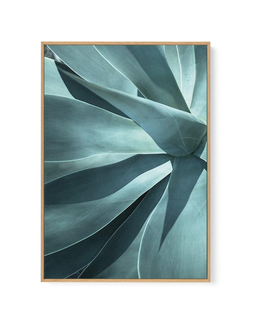 Agave I | Framed Canvas-CANVAS-You can shop wall art online with Olive et Oriel for everything from abstract art to fun kids wall art. Our beautiful modern art prints and canvas art are available from large canvas prints to wall art paintings and our proudly Australian artwork collection offers only the highest quality framed large wall art and canvas art Australia - You can buy fashion photography prints or Hampton print posters and paintings on canvas from Olive et Oriel and have them delivere