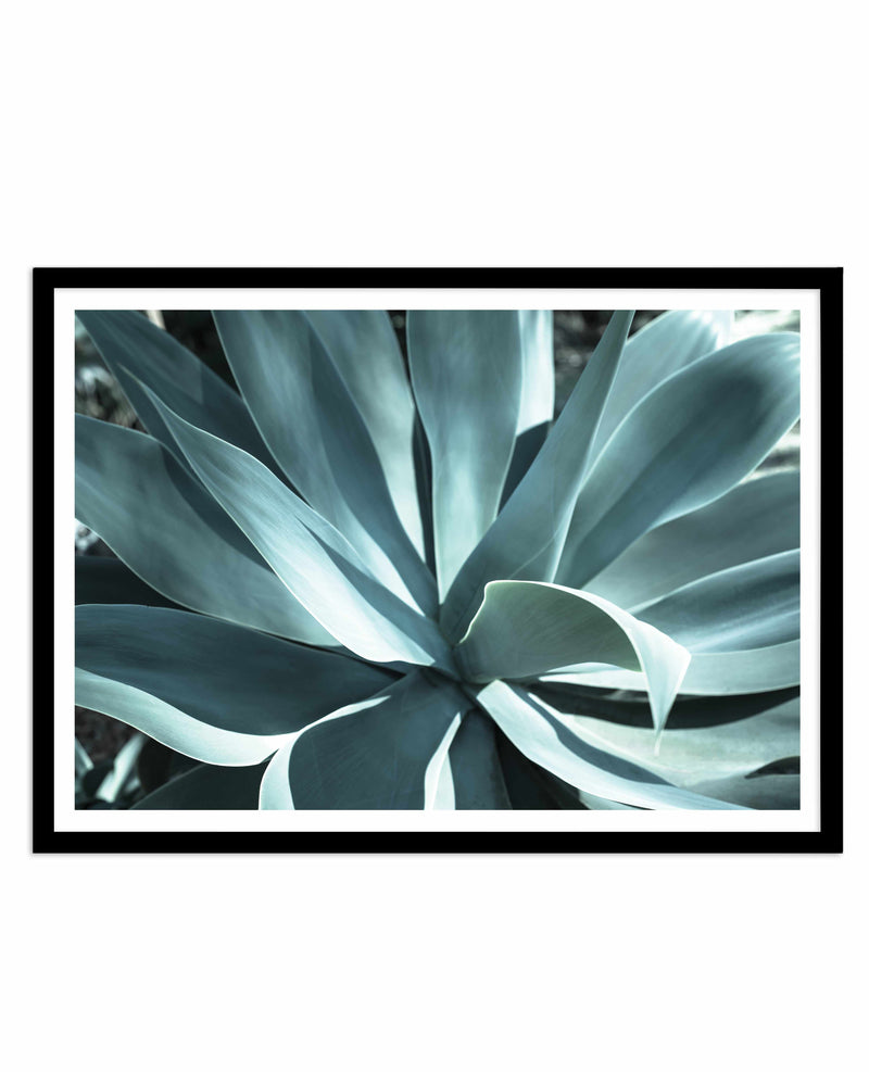 Agave II Plant Art Print-PRINT-Olive et Oriel-Olive et Oriel-A5 | 5.8" x 8.3" | 14.8 x 21cm-Black-With White Border-Buy-Australian-Art-Prints-Online-with-Olive-et-Oriel-Your-Artwork-Specialists-Austrailia-Decorate-With-Coastal-Photo-Wall-Art-Prints-From-Our-Beach-House-Artwork-Collection-Fine-Poster-and-Framed-Artwork