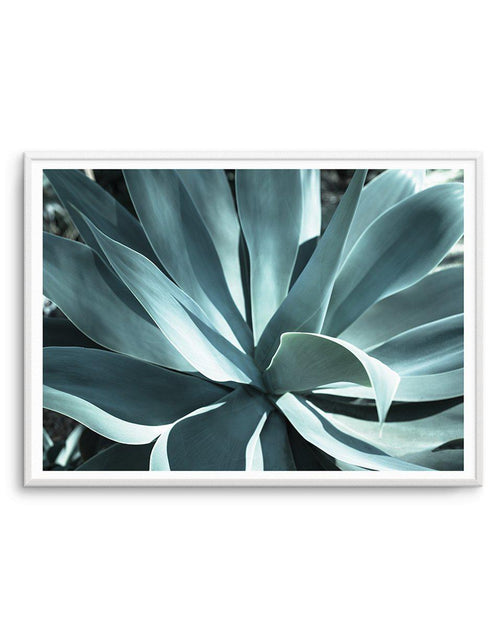 Agave II Plant Art Print-PRINT-Olive et Oriel-Olive et Oriel-A5 | 5.8" x 8.3" | 14.8 x 21cm-Unframed Art Print-With White Border-Buy-Australian-Art-Prints-Online-with-Olive-et-Oriel-Your-Artwork-Specialists-Austrailia-Decorate-With-Coastal-Photo-Wall-Art-Prints-From-Our-Beach-House-Artwork-Collection-Fine-Poster-and-Framed-Artwork