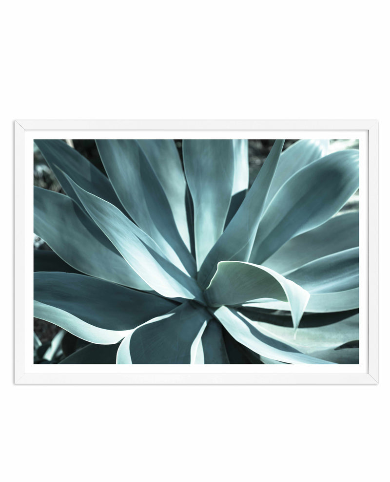 Agave II Plant Art Print-PRINT-Olive et Oriel-Olive et Oriel-A5 | 5.8" x 8.3" | 14.8 x 21cm-White-With White Border-Buy-Australian-Art-Prints-Online-with-Olive-et-Oriel-Your-Artwork-Specialists-Austrailia-Decorate-With-Coastal-Photo-Wall-Art-Prints-From-Our-Beach-House-Artwork-Collection-Fine-Poster-and-Framed-Artwork