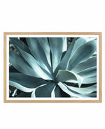 Agave II Plant Art Print-PRINT-Olive et Oriel-Olive et Oriel-A5 | 5.8" x 8.3" | 14.8 x 21cm-Oak-With White Border-Buy-Australian-Art-Prints-Online-with-Olive-et-Oriel-Your-Artwork-Specialists-Austrailia-Decorate-With-Coastal-Photo-Wall-Art-Prints-From-Our-Beach-House-Artwork-Collection-Fine-Poster-and-Framed-Artwork