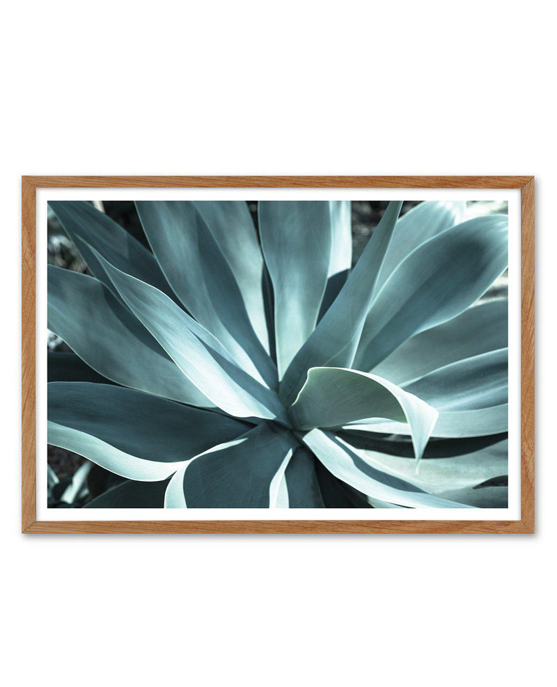 Agave II Plant Art Print-PRINT-Olive et Oriel-Olive et Oriel-50x70 cm | 19.6" x 27.5"-Walnut-With White Border-Buy-Australian-Art-Prints-Online-with-Olive-et-Oriel-Your-Artwork-Specialists-Austrailia-Decorate-With-Coastal-Photo-Wall-Art-Prints-From-Our-Beach-House-Artwork-Collection-Fine-Poster-and-Framed-Artwork
