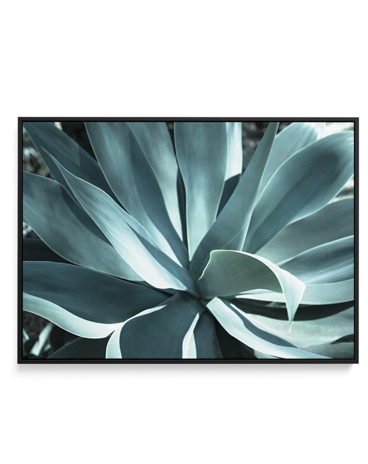 Agave II | Framed Canvas-CANVAS-You can shop wall art online with Olive et Oriel for everything from abstract art to fun kids wall art. Our beautiful modern art prints and canvas art are available from large canvas prints to wall art paintings and our proudly Australian artwork collection offers only the highest quality framed large wall art and canvas art Australia - You can buy fashion photography prints or Hampton print posters and paintings on canvas from Olive et Oriel and have them deliver