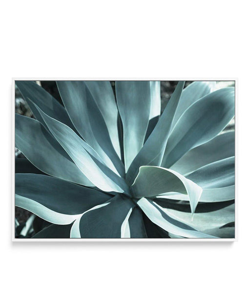 Agave II | Framed Canvas-CANVAS-You can shop wall art online with Olive et Oriel for everything from abstract art to fun kids wall art. Our beautiful modern art prints and canvas art are available from large canvas prints to wall art paintings and our proudly Australian artwork collection offers only the highest quality framed large wall art and canvas art Australia - You can buy fashion photography prints or Hampton print posters and paintings on canvas from Olive et Oriel and have them deliver