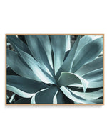 Agave II | Framed Canvas-CANVAS-You can shop wall art online with Olive et Oriel for everything from abstract art to fun kids wall art. Our beautiful modern art prints and canvas art are available from large canvas prints to wall art paintings and our proudly Australian artwork collection offers only the highest quality framed large wall art and canvas art Australia - You can buy fashion photography prints or Hampton print posters and paintings on canvas from Olive et Oriel and have them deliver