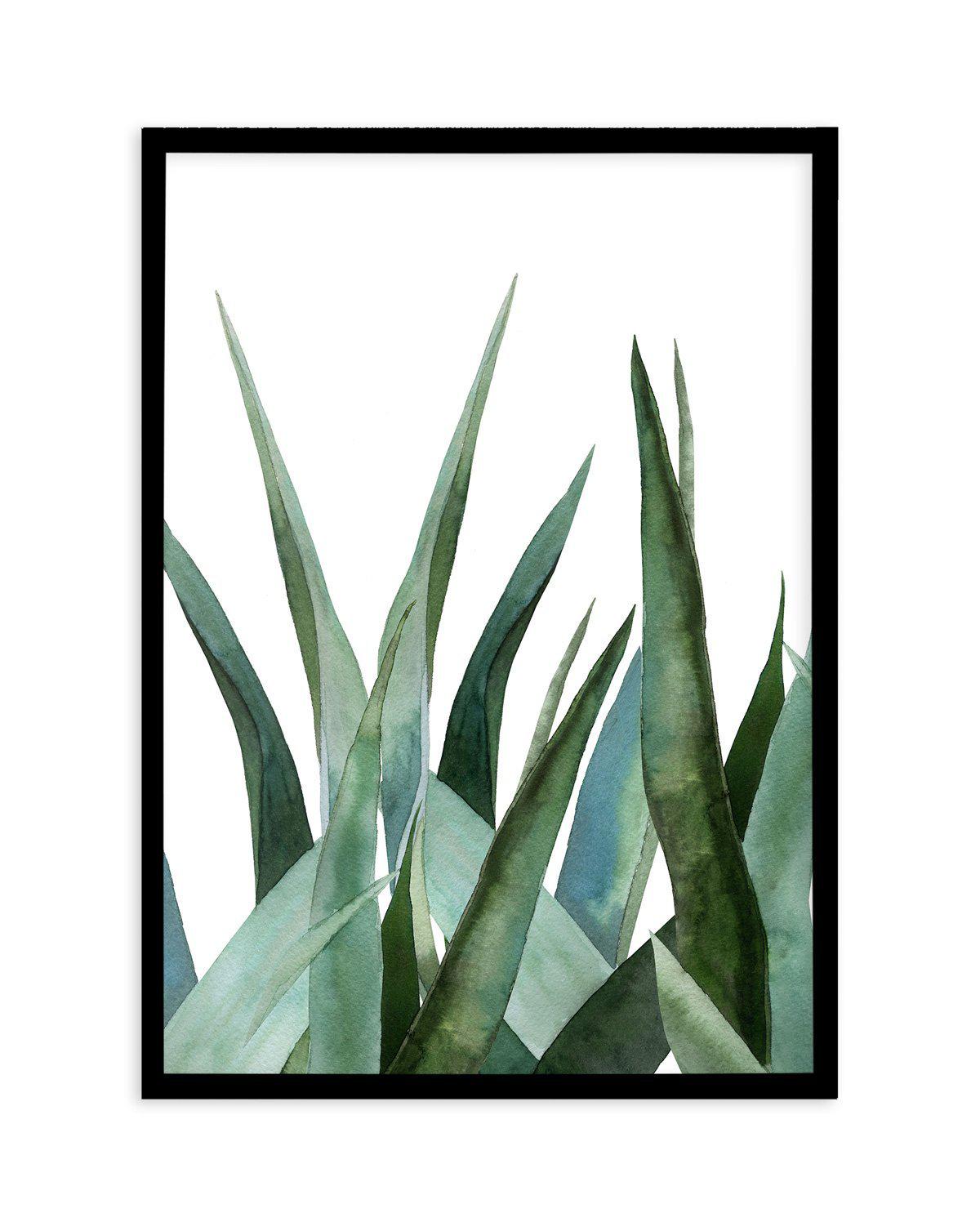 Agave in Watercolour Art Print-PRINT-Olive et Oriel-Olive et Oriel-A4 | 8.3" x 11.7" | 21 x 29.7cm-Black-With White Border-Buy-Australian-Art-Prints-Online-with-Olive-et-Oriel-Your-Artwork-Specialists-Austrailia-Decorate-With-Coastal-Photo-Wall-Art-Prints-From-Our-Beach-House-Artwork-Collection-Fine-Poster-and-Framed-Artwork