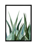 Agave in Watercolour Art Print-PRINT-Olive et Oriel-Olive et Oriel-A4 | 8.3" x 11.7" | 21 x 29.7cm-Black-With White Border-Buy-Australian-Art-Prints-Online-with-Olive-et-Oriel-Your-Artwork-Specialists-Austrailia-Decorate-With-Coastal-Photo-Wall-Art-Prints-From-Our-Beach-House-Artwork-Collection-Fine-Poster-and-Framed-Artwork