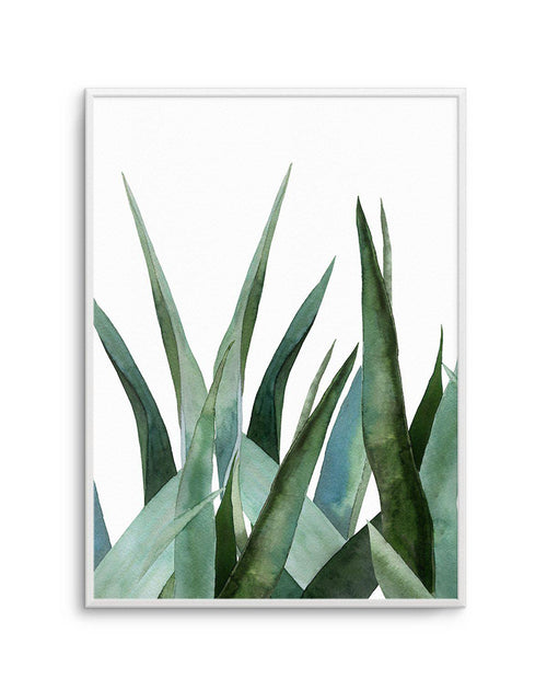 Agave in Watercolour Art Print-PRINT-Olive et Oriel-Olive et Oriel-A4 | 8.3" x 11.7" | 21 x 29.7cm-Unframed Art Print-With White Border-Buy-Australian-Art-Prints-Online-with-Olive-et-Oriel-Your-Artwork-Specialists-Austrailia-Decorate-With-Coastal-Photo-Wall-Art-Prints-From-Our-Beach-House-Artwork-Collection-Fine-Poster-and-Framed-Artwork