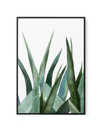 Agave in Watercolour | Framed Canvas-CANVAS-You can shop wall art online with Olive et Oriel for everything from abstract art to fun kids wall art. Our beautiful modern art prints and canvas art are available from large canvas prints to wall art paintings and our proudly Australian artwork collection offers only the highest quality framed large wall art and canvas art Australia - You can buy fashion photography prints or Hampton print posters and paintings on canvas from Olive et Oriel and have 