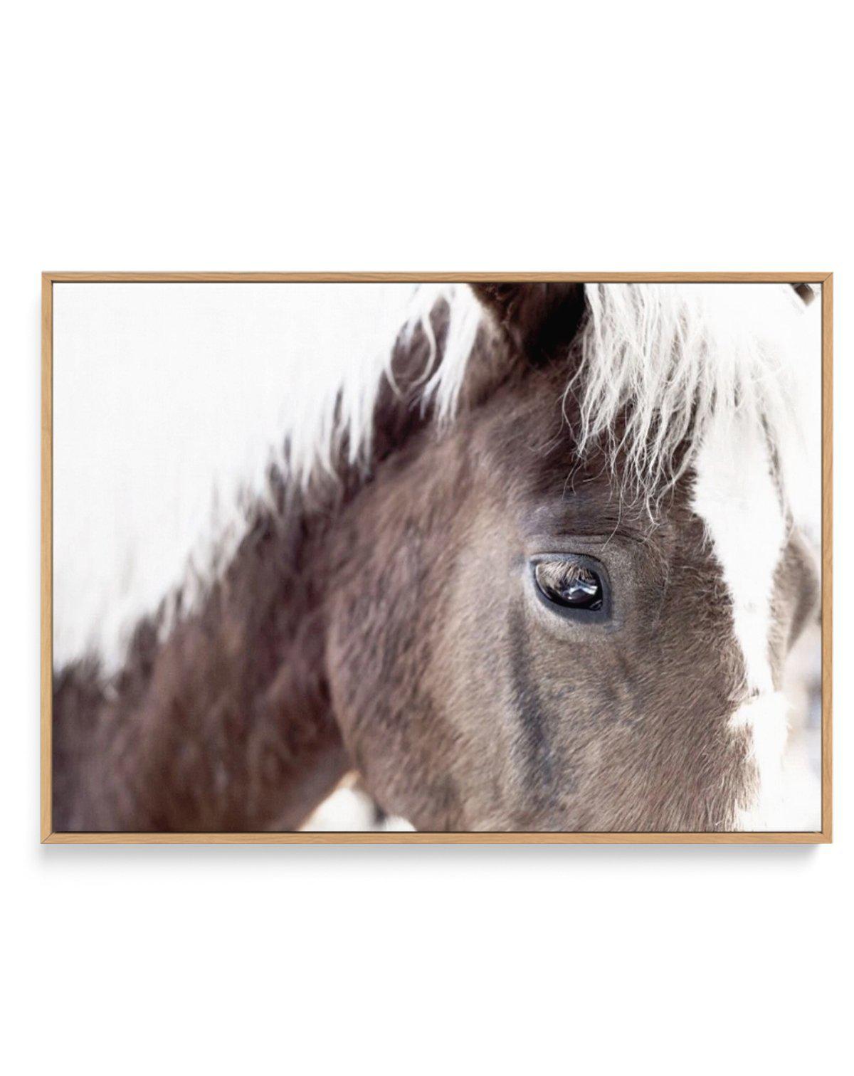 Aiko | Brown Horse | Framed Canvas-CANVAS-You can shop wall art online with Olive et Oriel for everything from abstract art to fun kids wall art. Our beautiful modern art prints and canvas art are available from large canvas prints to wall art paintings and our proudly Australian artwork collection offers only the highest quality framed large wall art and canvas art Australia - You can buy fashion photography prints or Hampton print posters and paintings on canvas from Olive et Oriel and have th