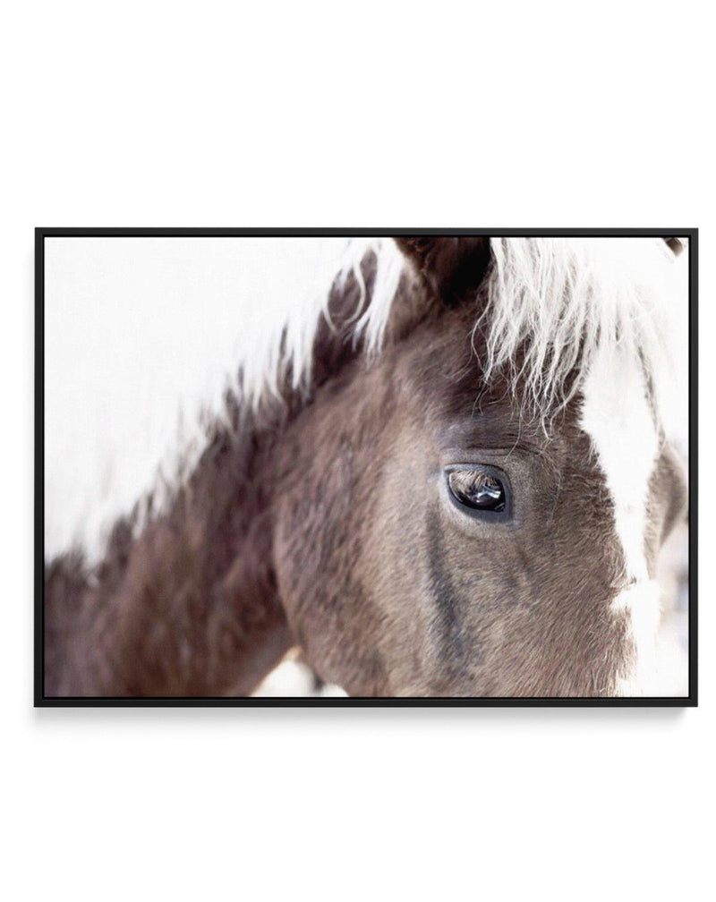 Aiko | Brown Horse | Framed Canvas-CANVAS-You can shop wall art online with Olive et Oriel for everything from abstract art to fun kids wall art. Our beautiful modern art prints and canvas art are available from large canvas prints to wall art paintings and our proudly Australian artwork collection offers only the highest quality framed large wall art and canvas art Australia - You can buy fashion photography prints or Hampton print posters and paintings on canvas from Olive et Oriel and have th