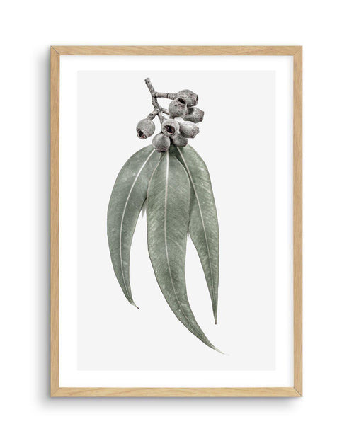 Among the Gumtrees Art Print-PRINT-Olive et Oriel-Olive et Oriel-A5 | 5.8" x 8.3" | 14.8 x 21cm-Oak-With White Border-Buy-Australian-Art-Prints-Online-with-Olive-et-Oriel-Your-Artwork-Specialists-Austrailia-Decorate-With-Coastal-Photo-Wall-Art-Prints-From-Our-Beach-House-Artwork-Collection-Fine-Poster-and-Framed-Artwork