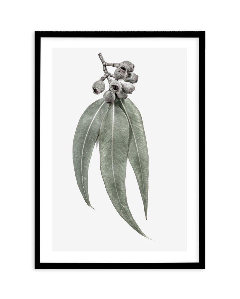 Among the Gumtrees Art Print-PRINT-Olive et Oriel-Olive et Oriel-A5 | 5.8" x 8.3" | 14.8 x 21cm-Black-With White Border-Buy-Australian-Art-Prints-Online-with-Olive-et-Oriel-Your-Artwork-Specialists-Austrailia-Decorate-With-Coastal-Photo-Wall-Art-Prints-From-Our-Beach-House-Artwork-Collection-Fine-Poster-and-Framed-Artwork