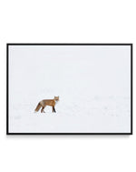 Arctic Fox | LS | Framed Canvas-CANVAS-You can shop wall art online with Olive et Oriel for everything from abstract art to fun kids wall art. Our beautiful modern art prints and canvas art are available from large canvas prints to wall art paintings and our proudly Australian artwork collection offers only the highest quality framed large wall art and canvas art Australia - You can buy fashion photography prints or Hampton print posters and paintings on canvas from Olive et Oriel and have them 