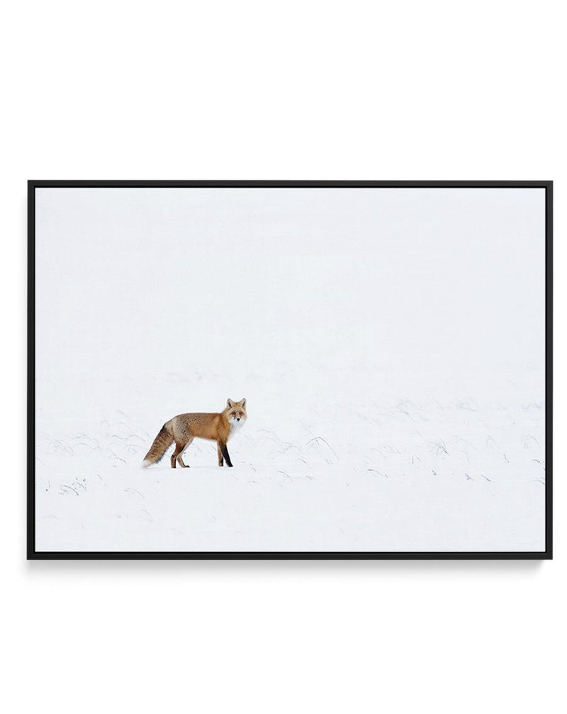 Arctic Fox | LS | Framed Canvas-CANVAS-You can shop wall art online with Olive et Oriel for everything from abstract art to fun kids wall art. Our beautiful modern art prints and canvas art are available from large canvas prints to wall art paintings and our proudly Australian artwork collection offers only the highest quality framed large wall art and canvas art Australia - You can buy fashion photography prints or Hampton print posters and paintings on canvas from Olive et Oriel and have them 