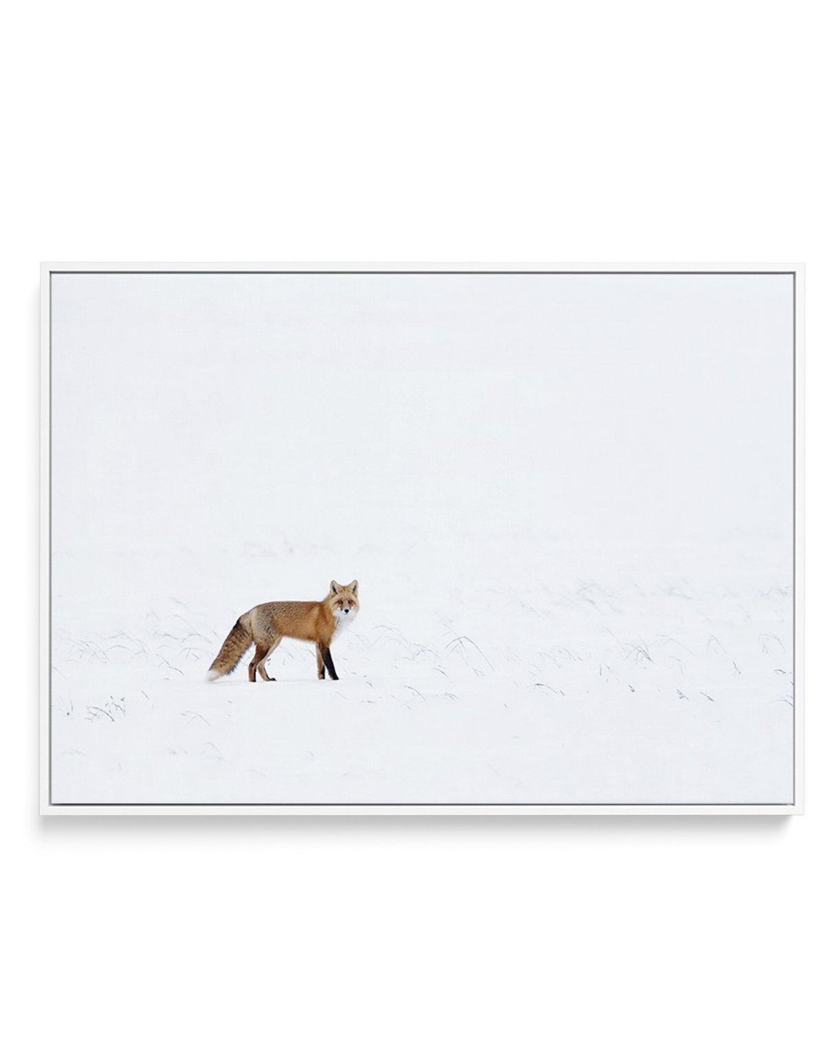 Arctic Fox | LS | Framed Canvas-CANVAS-You can shop wall art online with Olive et Oriel for everything from abstract art to fun kids wall art. Our beautiful modern art prints and canvas art are available from large canvas prints to wall art paintings and our proudly Australian artwork collection offers only the highest quality framed large wall art and canvas art Australia - You can buy fashion photography prints or Hampton print posters and paintings on canvas from Olive et Oriel and have them 