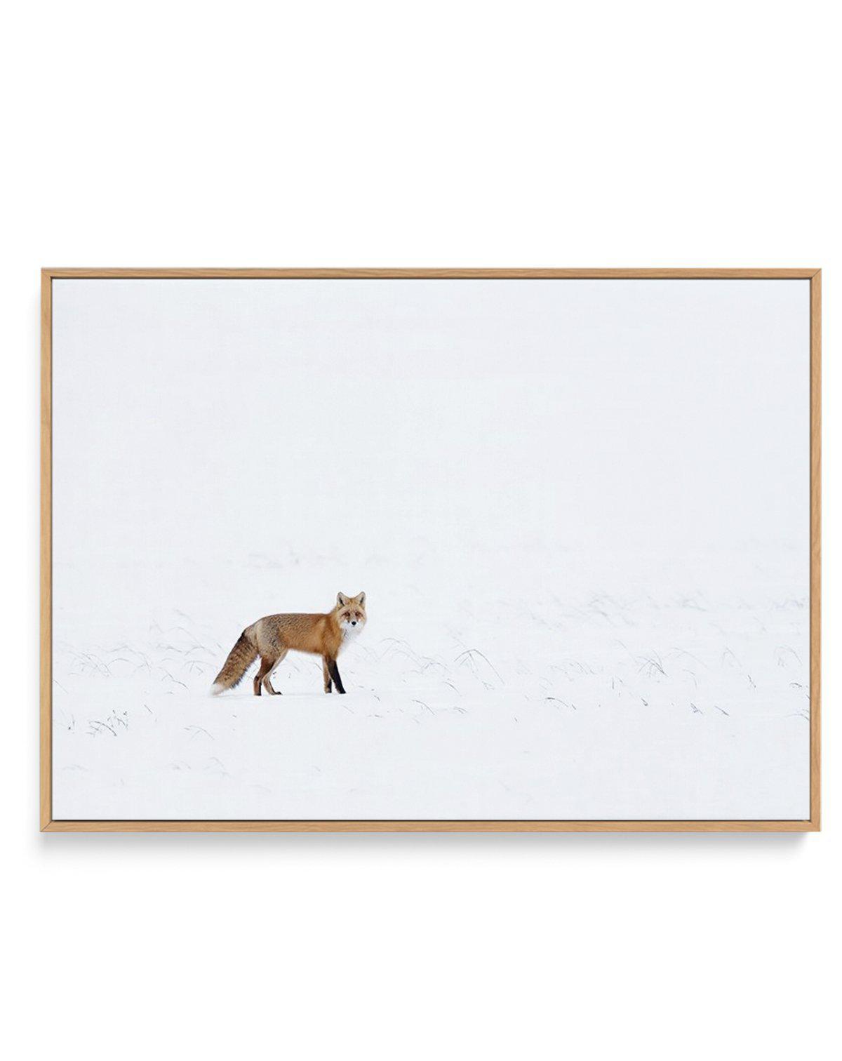 Arctic Fox | LS | Framed Canvas-CANVAS-You can shop wall art online with Olive et Oriel for everything from abstract art to fun kids wall art. Our beautiful modern art prints and canvas art are available from large canvas prints to wall art paintings and our proudly Australian artwork collection offers only the highest quality framed large wall art and canvas art Australia - You can buy fashion photography prints or Hampton print posters and paintings on canvas from Olive et Oriel and have them 